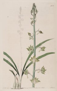 Illustrasjon av Eulophia gracilis